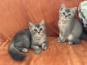 2 Reinrassige BKH Mädchen suchen DICH!