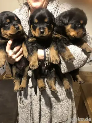 Rottweiler welpen
