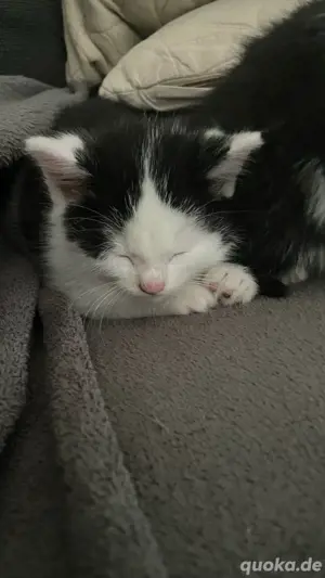 Katzenbaby abzugeben