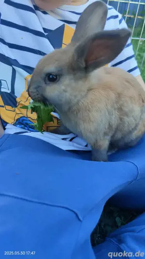 Zwergkaninchen 