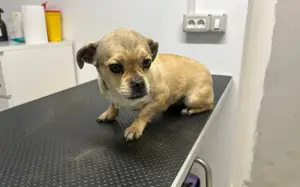 Liebes und freundliches Hundemädchen Indy