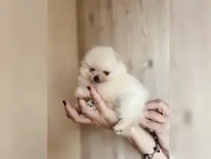 zuckersüßen Zwergspitz Pomeranian Welpen mit Stammbaum!!