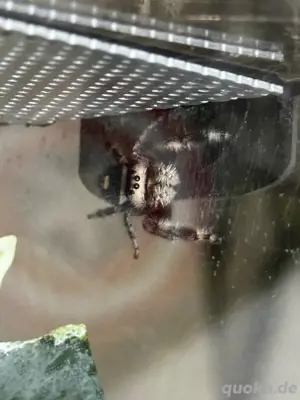 Phidippus regius - Nachzuchten Fh1 Bild 2