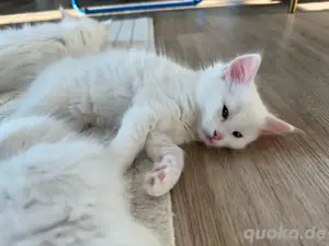 kitten (türkisch angora  langhaar mix)