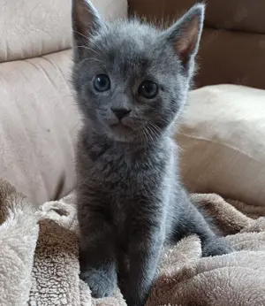 Katzenbays Bkh Mix 