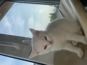 BKH Kitten Farbe Weiß