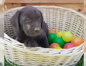wunderschöne reinrassiger Labradorwelpen mit Papieren!!!