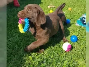 Typvollee Labrador Welpen  !!