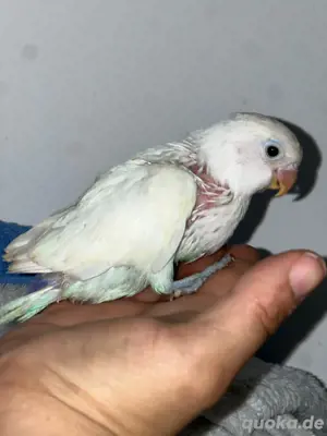 Handzam baby lovebird