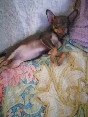 Russische Mini Toy Terrier Nur noch eine Junge!!! 