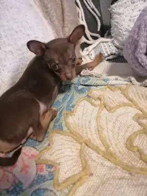 Russische Mini Toy Terrier!!! 