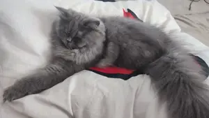 Perser Katze mit Nase
