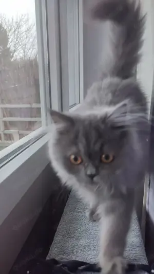 Süße Perserkatze 8monate alt 