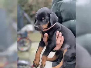 Susse Reinrassiege Dobermann Welpen !!