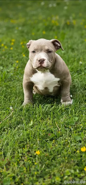 American Pocket Bully Welpen Abgabebereit ABKC ABR
