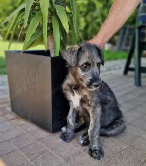 Wunderschöne Irish Wolfhound Welpen Irischer Wolfshund