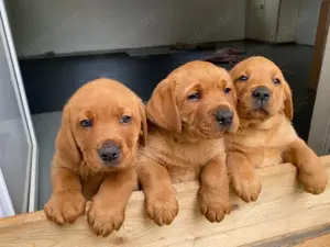 Labrador Welpen