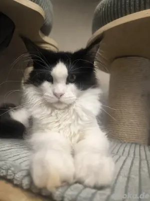 Maine Coon Kitten Boy 