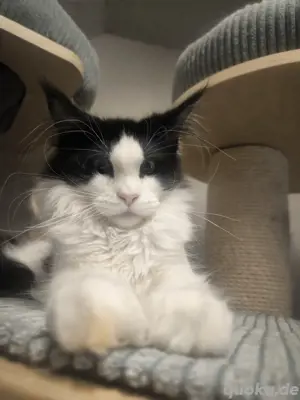 Maine Coon Jungkater