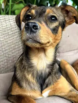 Terrier Pinscher Mix Hündin 6Mon 25cm 7kg Ausreise nach Adoption bundesweit Video