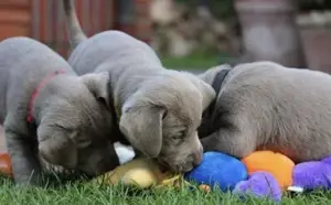 Silber Labrador Welpen mit Papieren