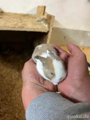 baby hasen abzugeben