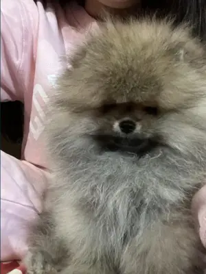 Pomeranian Zwergspitz Rüde