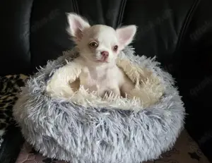 Verkaufe: Ein Langhaar Chihuahua Rüde ist noch zu haben. Er hat schöne Bernstein Augen.