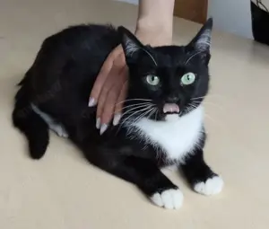 CALCETA- sozial, selbstbewusst, verspielt Bild 2