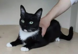 CALCETA- sozial, selbstbewusst, verspielt Bild 4