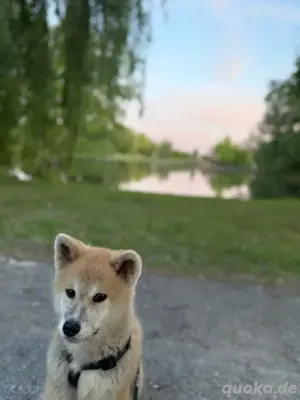 Akita Inu Reinrassiger
