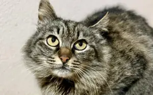 Tigerkatze Nimbus			 Bild 4