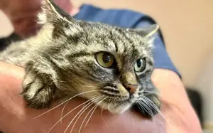 Tigerkatze Nimbus			 Bild 2