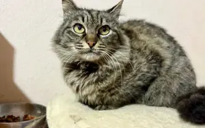 Tigerkatze Nimbus			 Bild 3