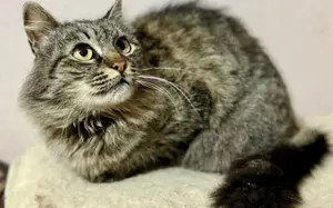 Tigerkatze Nimbus			 Bild 6