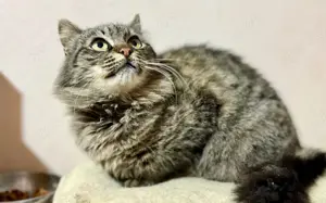 Tigerkatze Nimbus			 Bild 7