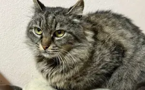 Tigerkatze Nimbus			 Bild 5