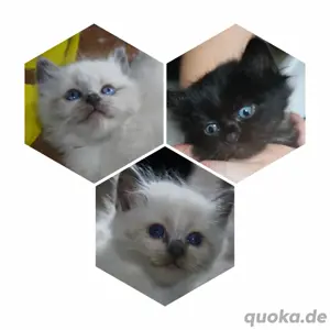 Süße Maine Coon  Ragdoll Kitten suchen ein Zuhause auf Lebenszeit
