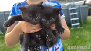 süße kitten 