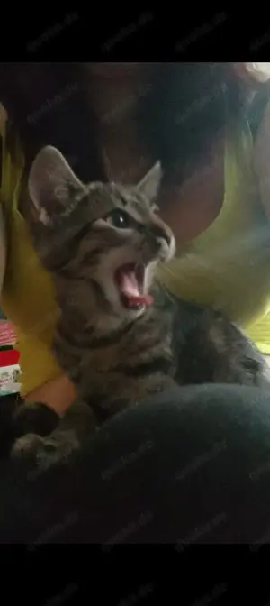 Katzen baby Bild 2