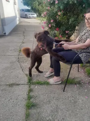 Lagotto Romagnolo Mix Hündin braun 43cm 18,5 kg 1j Bundesweite Ausreise nach Adoption