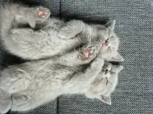 Britisch Kurzhaar und Britisch Langhaar Kitten 