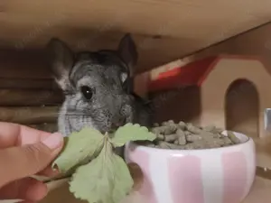 Chinchilla Männlich +13 Jahre (Vermittlung   Kauf   Verkauf   Suche)