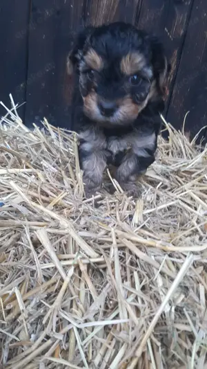 Yorkshire Terrier Welpen