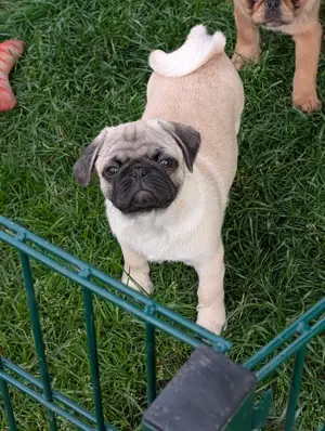 Mops Welpen, 11 Wochen alt zu verkaufen.