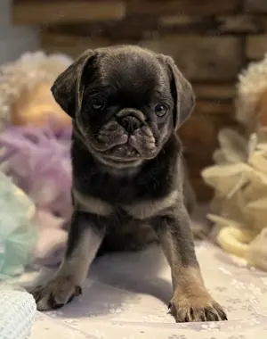Mops Mädchen Blue-Tan mit grauen Augen