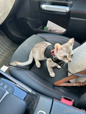Reinrassige Singapura Kitten Bild 4