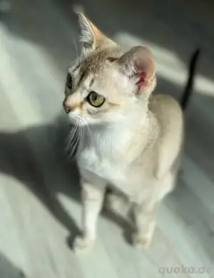 Reinrassige Singapura Kitten Bild 3