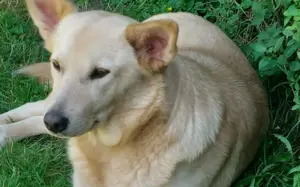 Zuhause für Tove gesucht