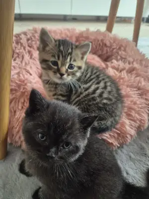 Reinrassige BKH Kitten 
